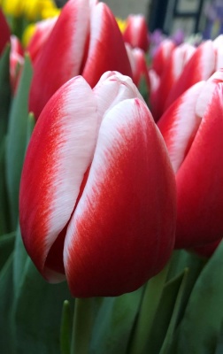 Оутфит 'Outfit'