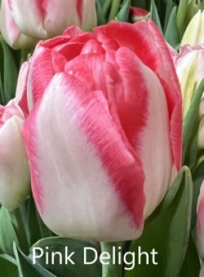 Пинк Делайт Pink Delight