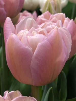 Пинк Мист Pink Mist