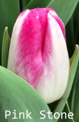 Пинк Стоун 'Pink Stone'