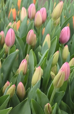 Пінк Дізайр 'Pink Desire'