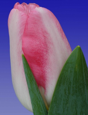 Пинк Марбл 'Pink Marble'