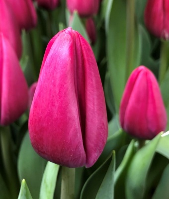 Пинк Пауэр /Pink Power/