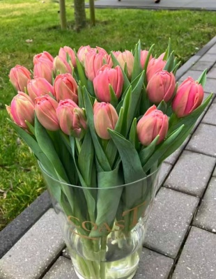 Пінк Сімбіоз 'Pink Symbiose'
