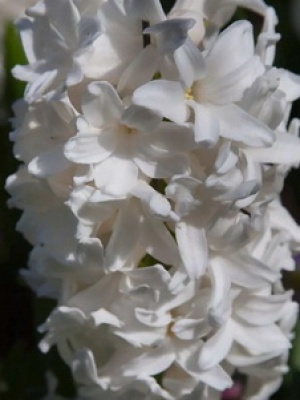 Гіацинт Полар Джант