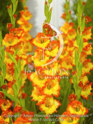 PR MARGARETH ROSE