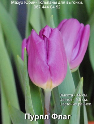 Пурпл Флаг
