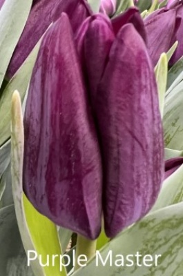 Пурпл Мастер