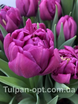 Пурпл Скай 'Purple Sky'