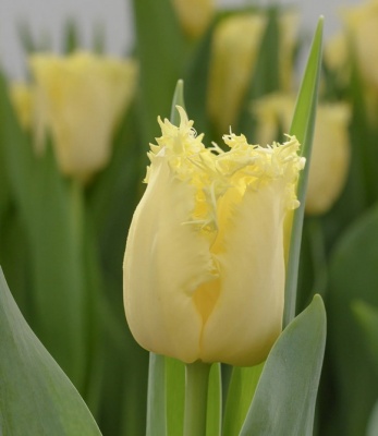 Ребеліас Єллоу 'Rebellious Yellow'