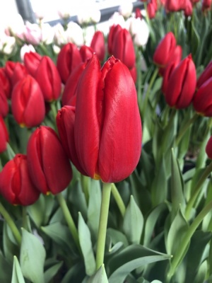 Родео Драйв /Rodeo Drive/