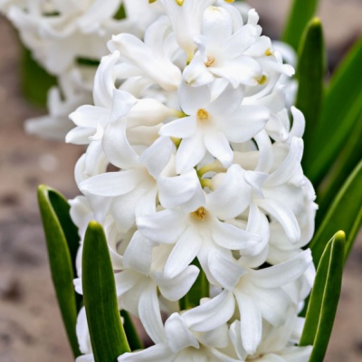 Гіацинт Сіберія