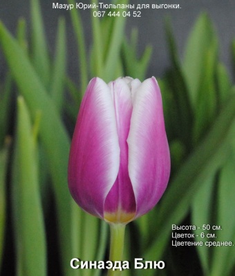 Синаэда Блю 11/12