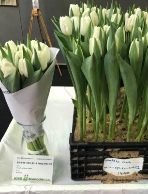 Сноу Вайт 'Snow White'