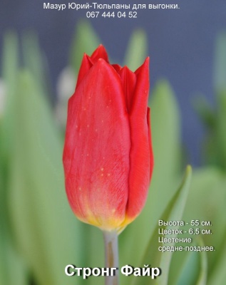 Стронг Файр