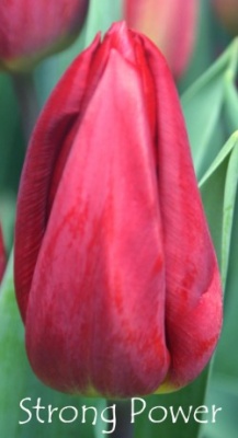 Стронг Пауэр 