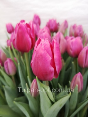 Супри Канди