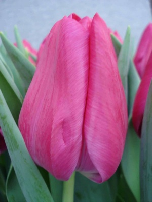 Світ Розі 'Sweet Rosy'