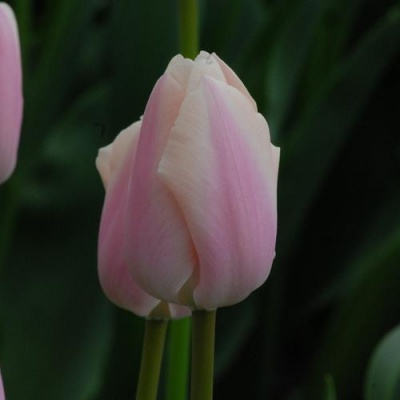 Тай Бутс 11/12