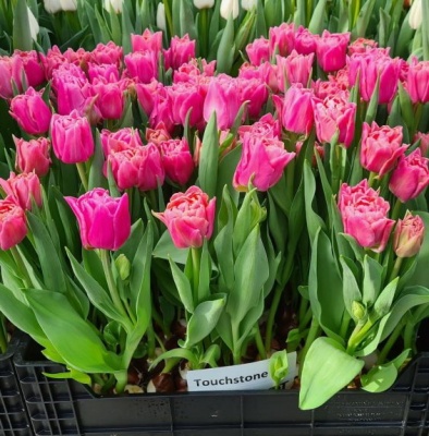 Тачстоун Touchstone