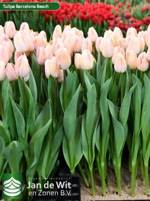 Барселона Бич 11/12