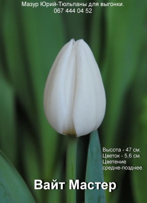 Вайт мастер