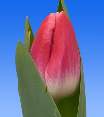 Ванесса 'Vanessa'