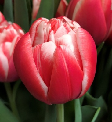 Войсемейл /Voicemail/