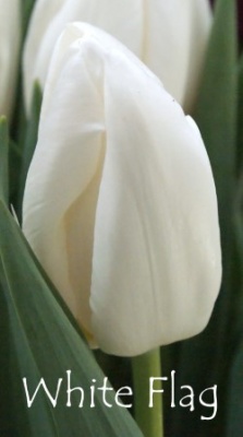 Вайт Флаг White Flag