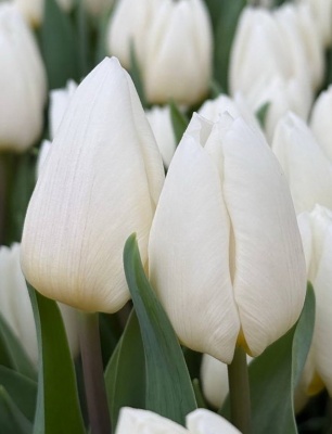 Вайт Рівер 'White River'